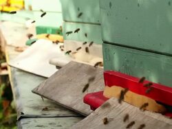 Beehive + Audio Stock Footage