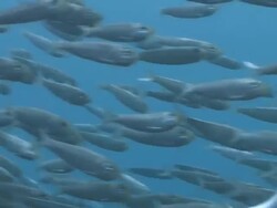 Shoal of fish close up, zoom out, Southern Visayas, Philippines Stock Footage