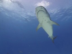 Big tiger shark swimming over camera Stock Footage