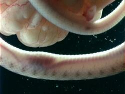 CU 2 week old Grass Snake embryo, heart beats Stock Footage