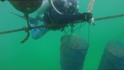 Fresh twist for UAE diners as oysters thrive in warm waters Instructional Video