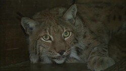 alpine  animal Stock Footage