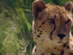 CU TS SLO MO Shot of CheetahÃ¥Â«s face, Pilanesberg Game Reserve / North West Province, South Africa Stock Footage