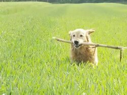 HD SLOW-MOTION: Dog Bringing A Stick Stock Footage