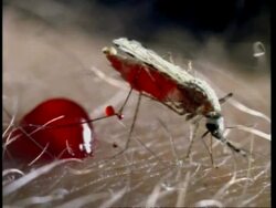 CU Mosquito feeding on human and excreting blood Stock Footage