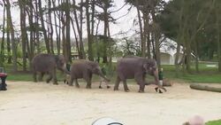 UK Queen feeds banana to 'excited' elephant Instructional Video
