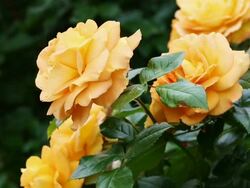 Yellow Roses Stock Footage