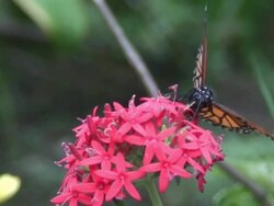 Danaus plexippus Stock Footage