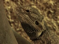 bearded dragon Stock Footage
