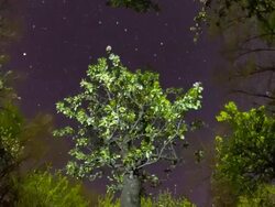 HD Motion Time-Lapse: Treetops Against Night Sky Stock Footage