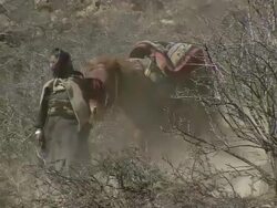 WS Prayer flags waving and yak caravan descending steep of mountain / near Ringmo village, Himalayas, Upper Dolpo, Nepal    Stock Footage