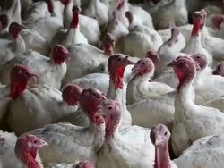 California Turkey Farm Supplies Birds For Thanksgiving Dinners Stock Footage
