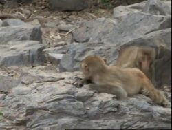 A rare peek at Rhesus monkeys on Cayo Santiago News Clip
