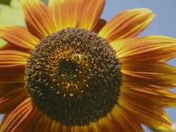 MS Shot of honeybee (Apis mellifera) gathers pollen on multi colored sunflower / Valparaiso, Indiana, United States Stock Footage
