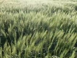 Wheat fields Stock Footage
