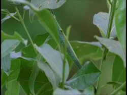 Common Garden Lizard, Calotes versicolor, on plant, side view, tilt up, Western Ghats, India Stock Footage