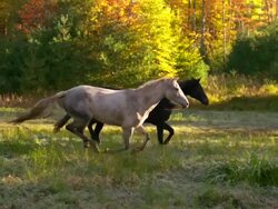 WS SLO MO TS Shot of white horse and black horse galloping in field / shady, New York, United States Stock Footage