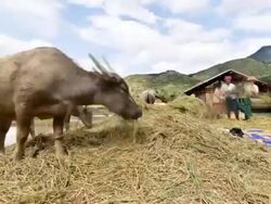 hulling, threshing of rice in rural Vietnam. Stock Footage