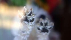 White dog Stock Footage