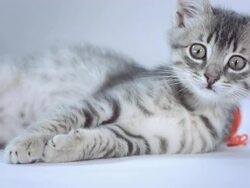 HD: Curious Kitten Stock Footage