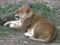 Lioness at rest Stock Footage