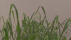 Close up of reeds moving in the breeze Stock Footage