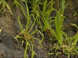 Butterwort (Pinguicula sp) and Spanish Algyroides Lizard (Algyroides march), Parque Natural Sierras de Cazorla, Segura y las Villas (Jaen), Andalucia, Spain Stock Footage