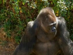Gorilla eyes closeup - zoom in Stock Footage