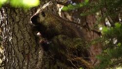 Rocky Mountain Porcupine Stock Footage
