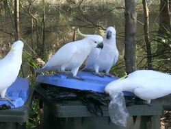 Sulphur-crested Cockatoos Raiding Trash Cans, Australia Stock Footage