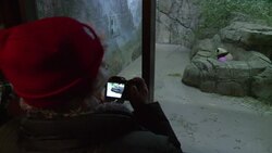 CLEAN : Cute alert as giant panda cub Bao Bao make News Clip