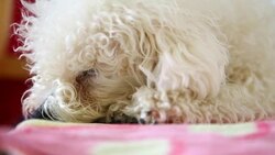 White dog Stock Footage