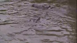 A crocodile comes out of the water to reach bait hanging over a dock. Stock Footage
