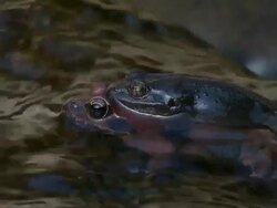 The sitting frog in the water Stock Footage