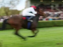 MS TS Shot of Horses racing by right before finish / Krefeld, North Rhine Westphalia, Germany  Stock Footage