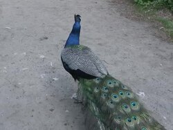 Peafowl 3-2: HD 1080/60i Stock Footage