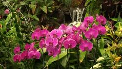 Waterfall and Orchids Stock Footage