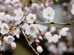 Early Cherry Blossoms in Japan Stock Footage