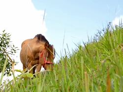 Horse. Stock Footage
