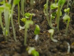 close-up timelapse : green bean sprouts initially grow in soil Stock Footage