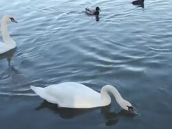 Swan and ducks in Prospect Park, Brooklyn Stock Footage