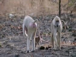 Baboons and young, CU, Tanzania Stock Footage