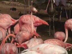 (HD1080i) Pink Flamingos Stock Footage