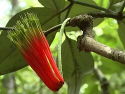 Red, Tropical Flower in Jungle, Maliau Basin, Sabah, Borneo Stock Footage