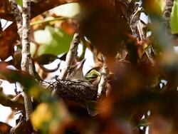Bird brood Stock Footage