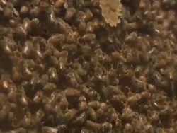 Working Hard: Fast Beehive Action Stock Footage