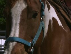 Slow handheld shot of a man saddling a horse at a ranch Stock Footage