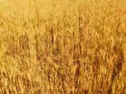 HD CRANE: Cereal plant Stock Footage