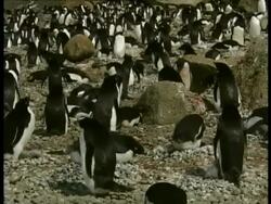 MS Adelie Penguin, Pygoscelis adeliae, on land, Antarctica Stock Footage