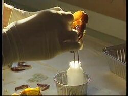 FRANCE: HIGH RADIOACTIVE LEVELS FOUND IN CRABS OFF NORMANDY News Clip